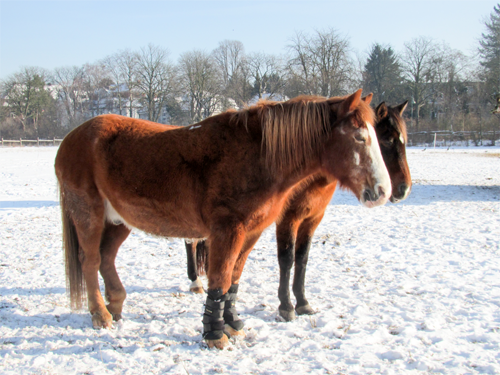 horse-winter